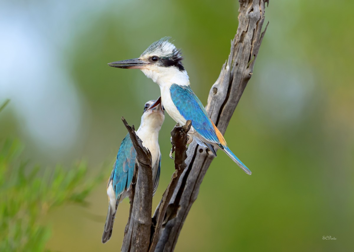 Red-backed Kingfisher - ML644989434