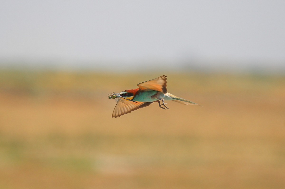 European Bee-eater - ML644989435
