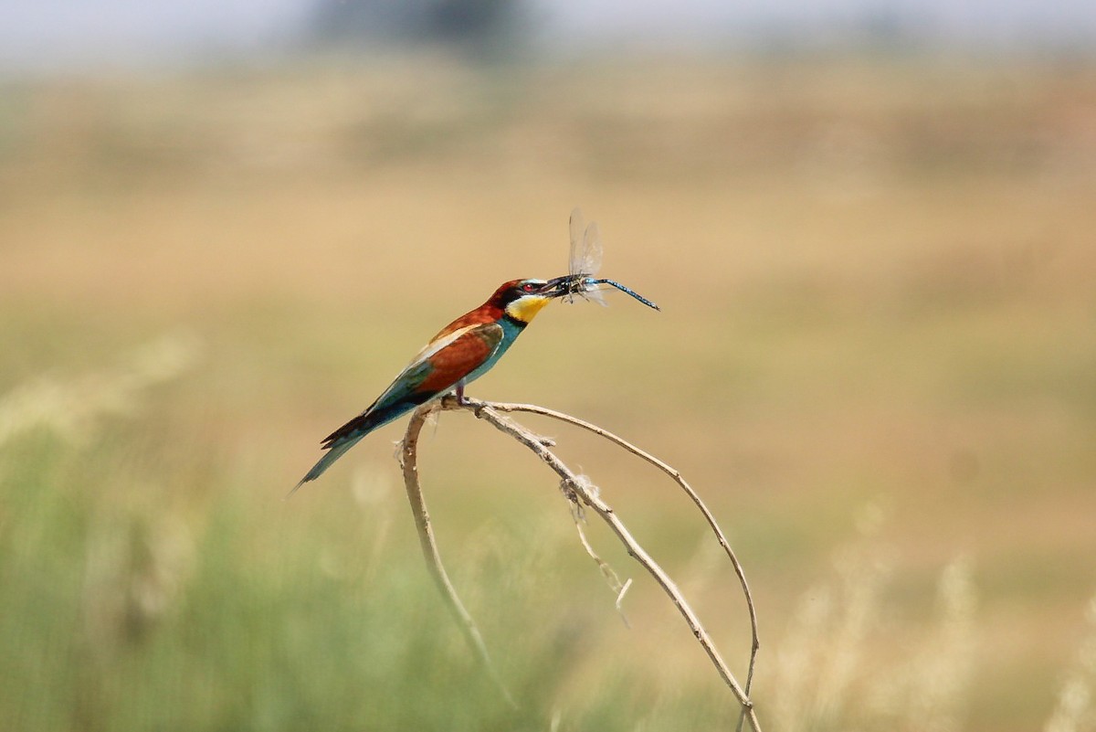 European Bee-eater - ML644989436
