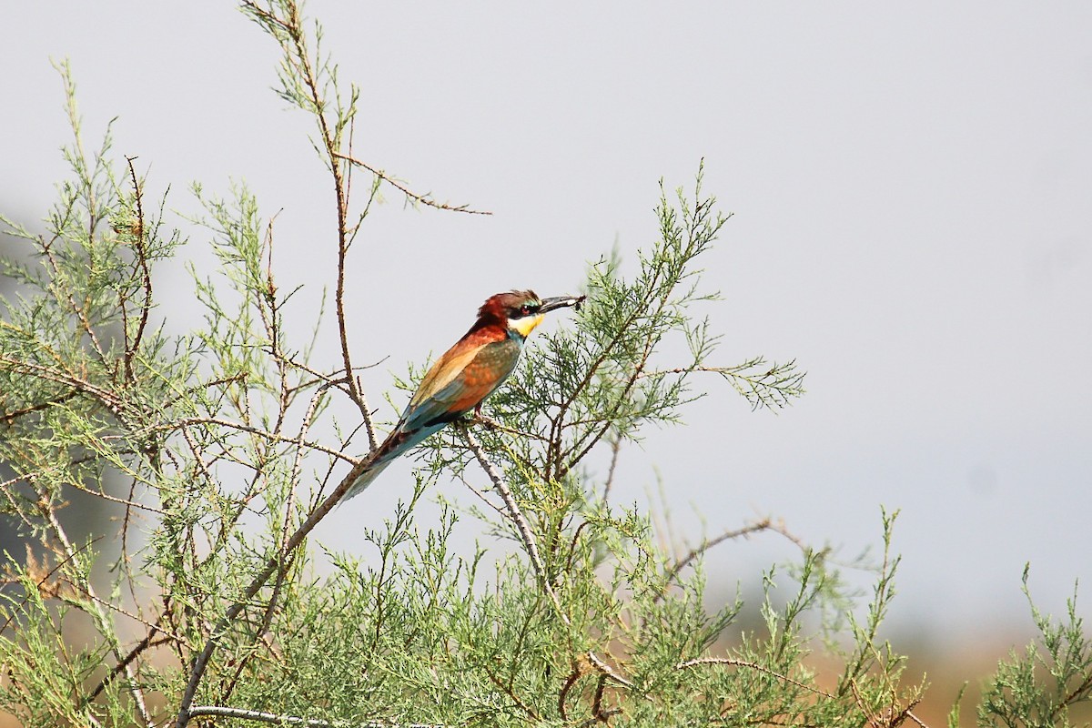 European Bee-eater - ML644989437