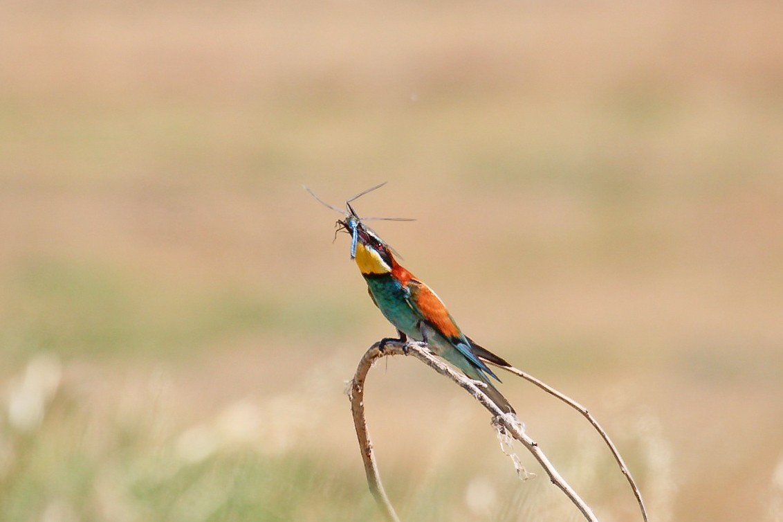 European Bee-eater - ML644989438