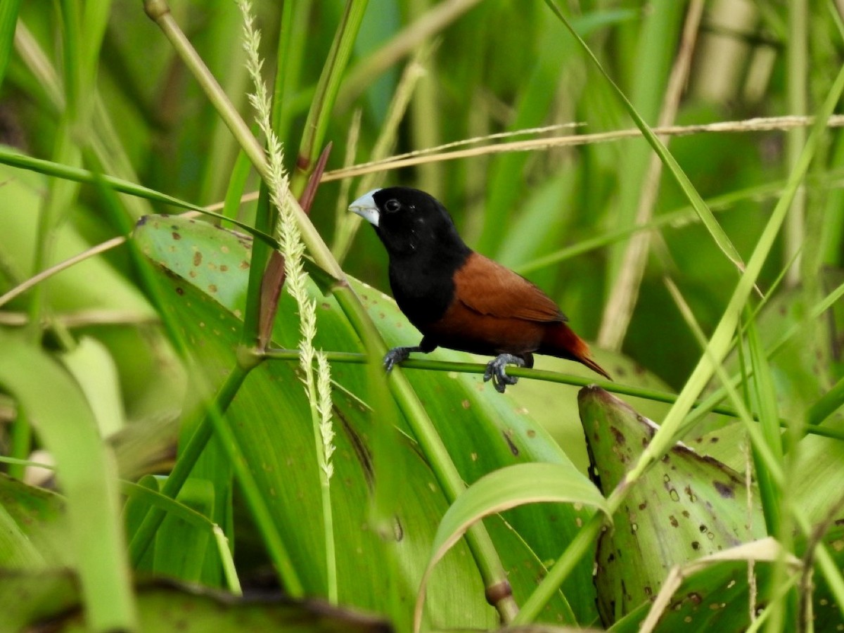 Chestnut Munia - ML644989439