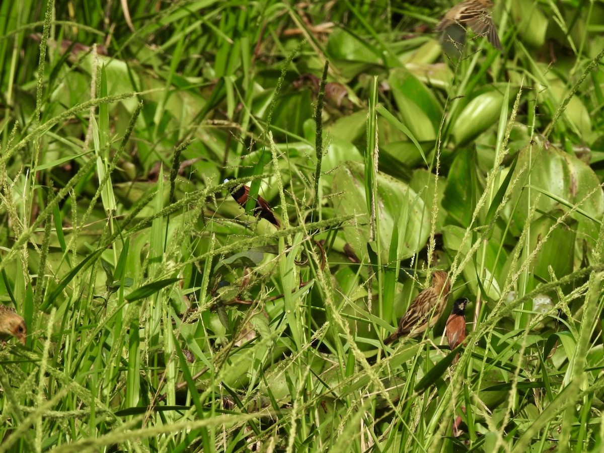 Chestnut Munia - ML644989440