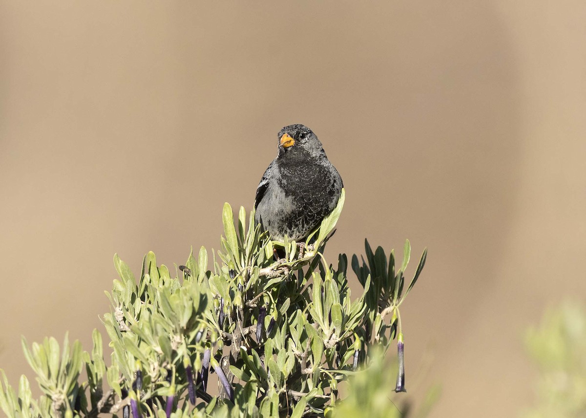Mourning Sierra Finch - ML644989447