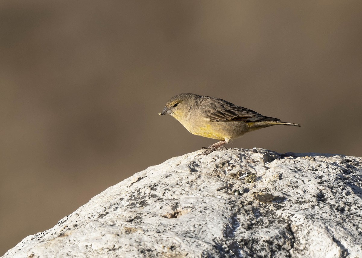 Greenish Yellow-Finch - ML644989451