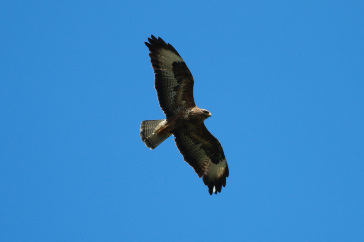 Common Buzzard - ML644989452