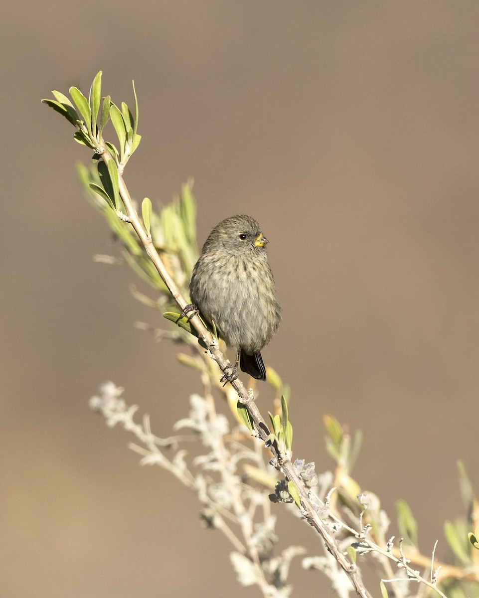 Band-tailed Seedeater - ML644989453