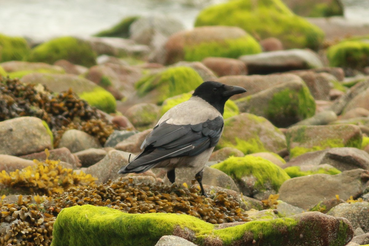 Hooded Crow - ML644989454
