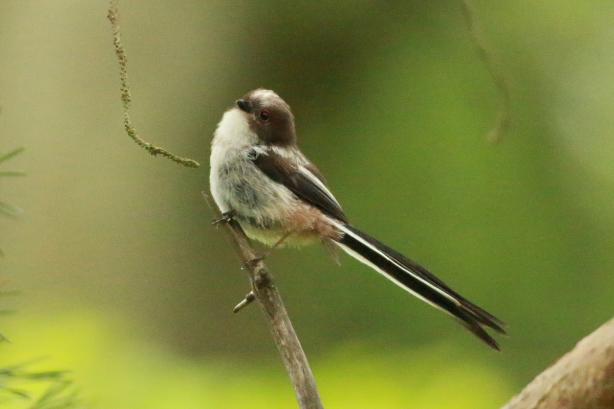 Long-tailed Tit - ML644989455