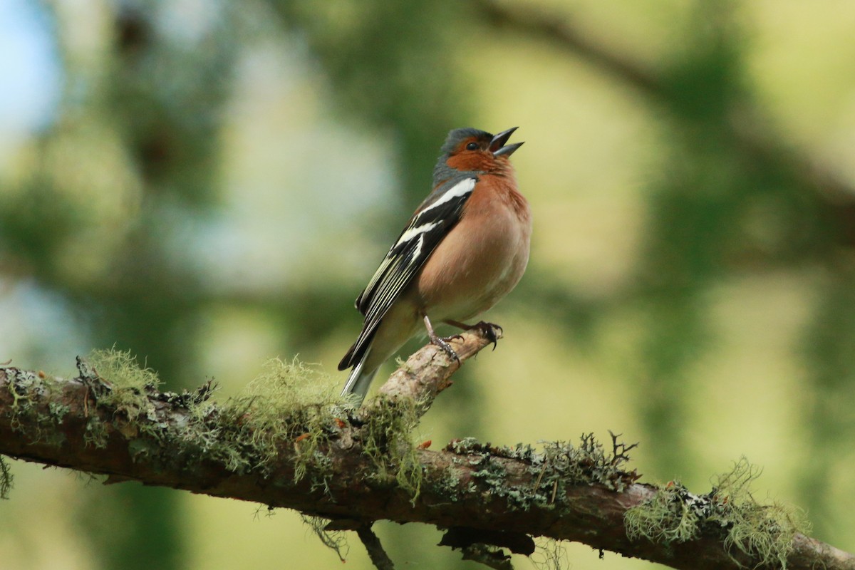 Common Chaffinch - ML644989458