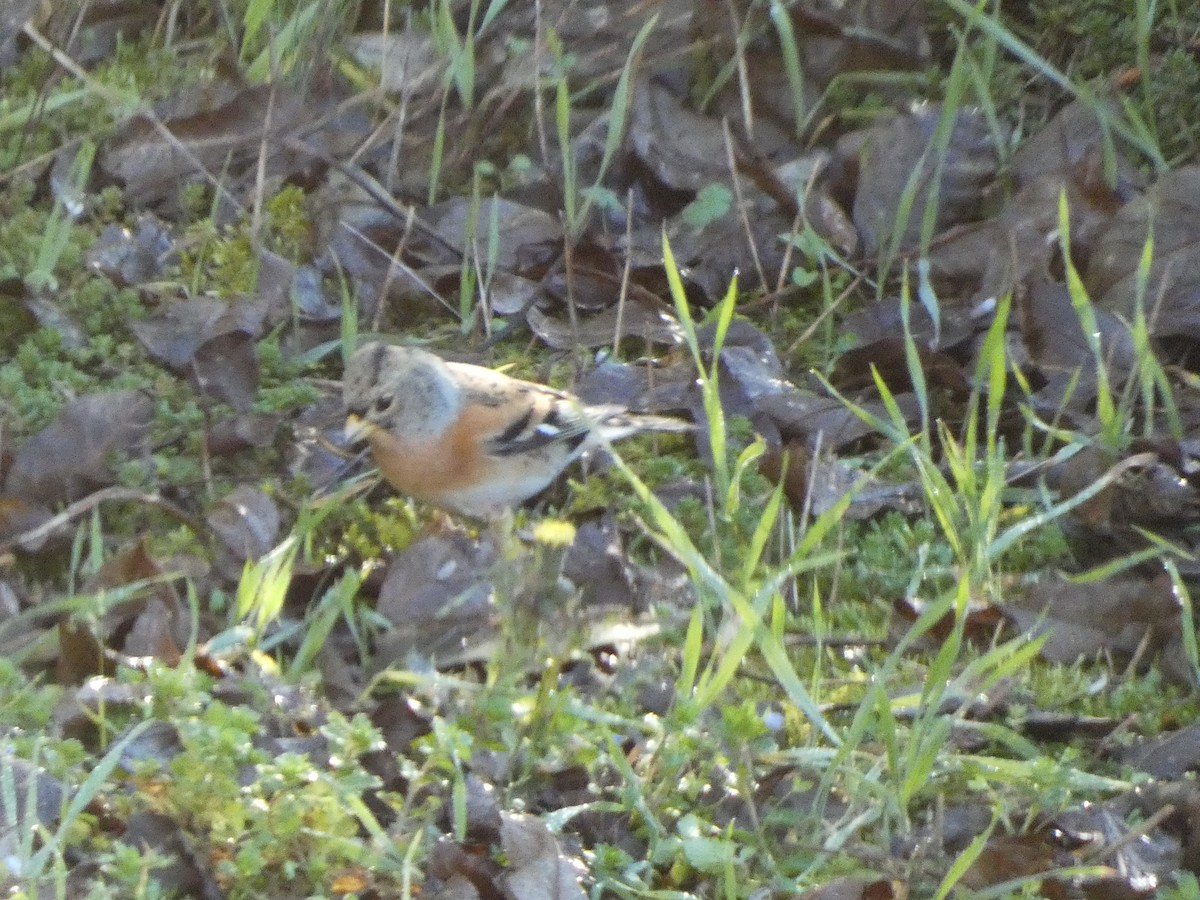 Brambling - ML644989461