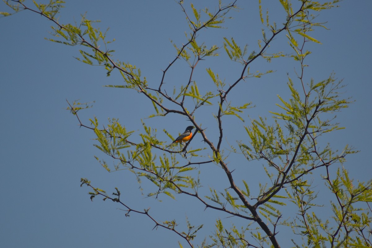 Blue-and-yellow Tanager - ML644989462