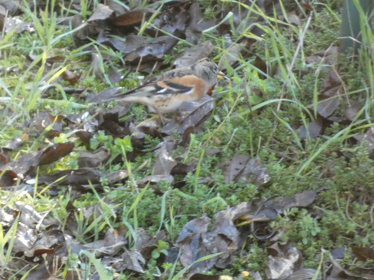 Brambling - ML644989464