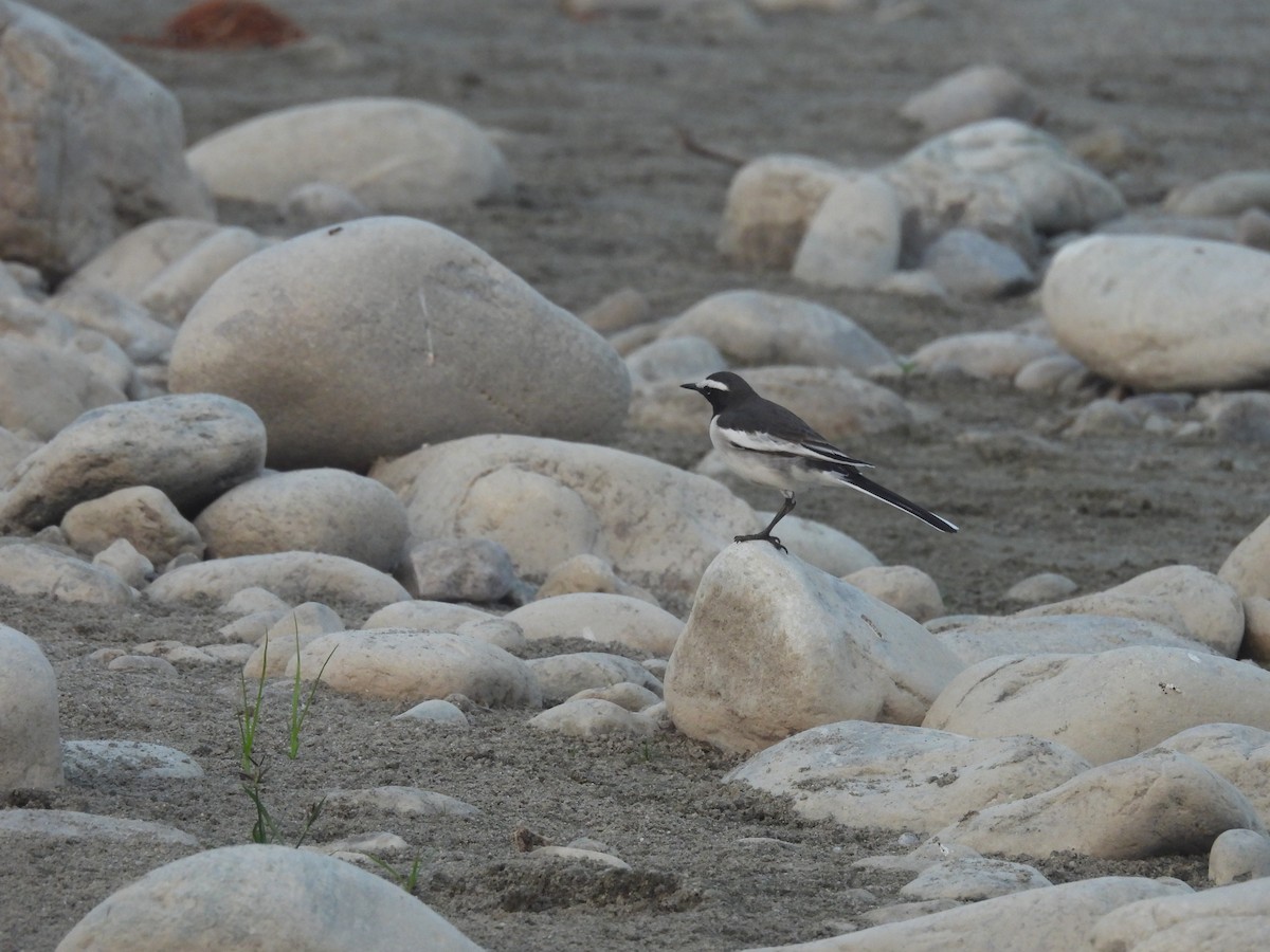 Плиска білоброва - ML644989467