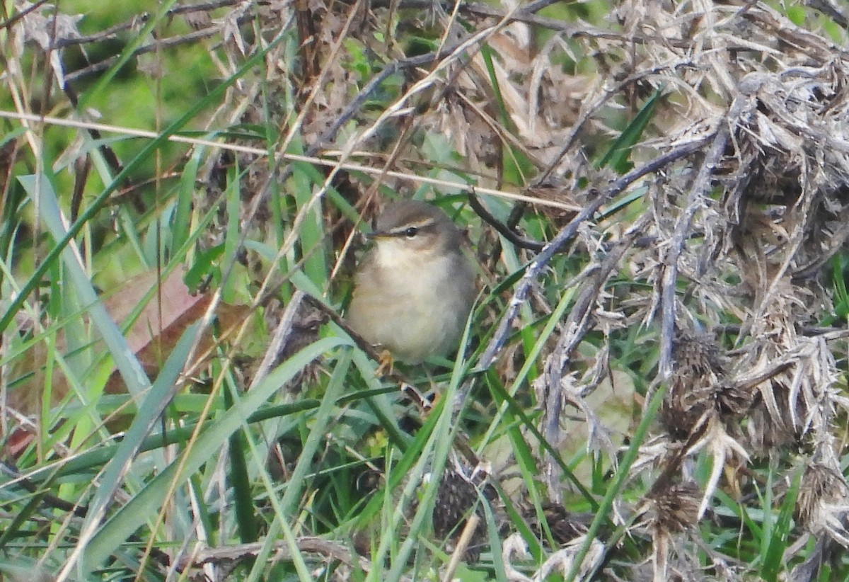 עלווית כהה - ML644989469