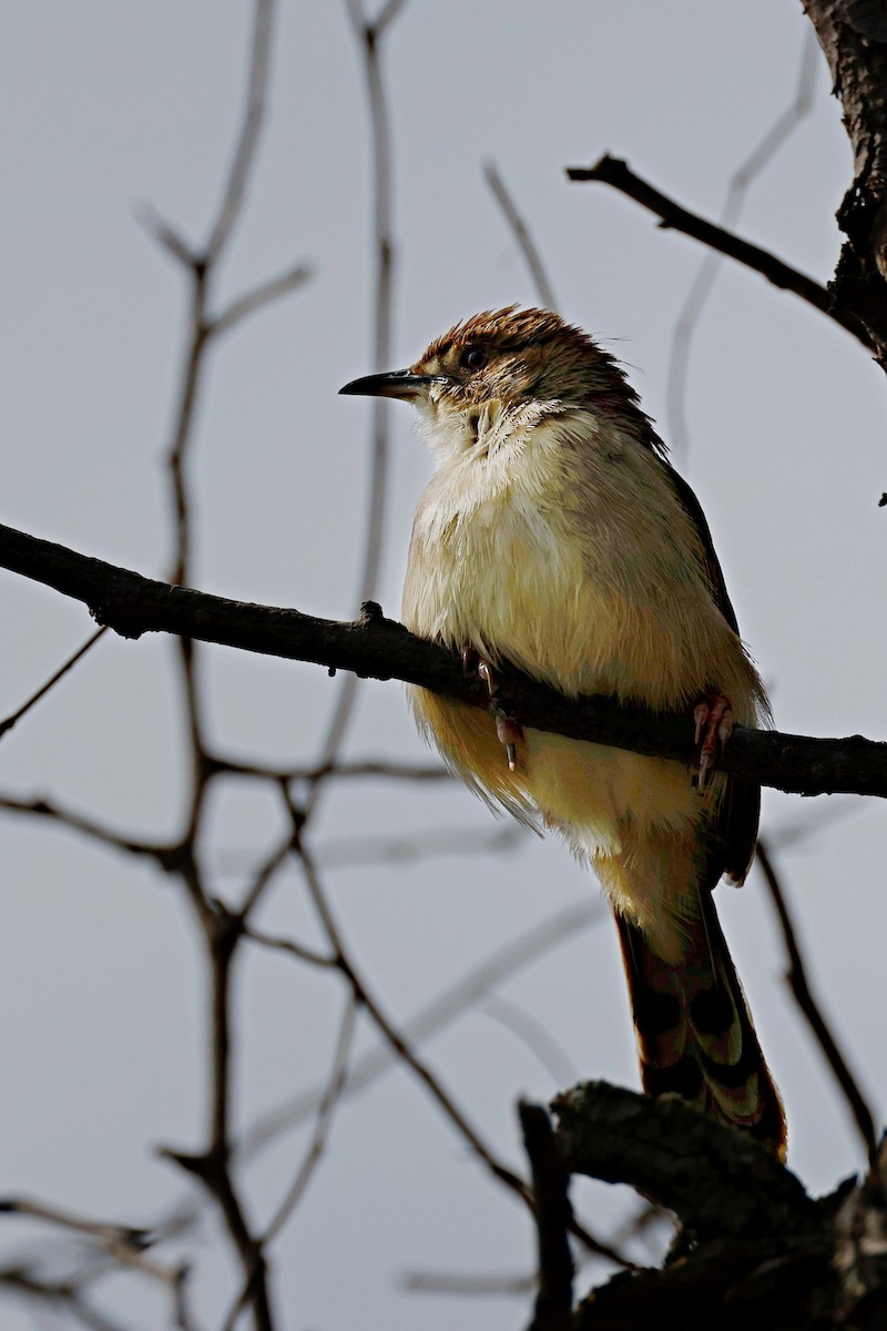 Rattling Cisticola - ML644989470