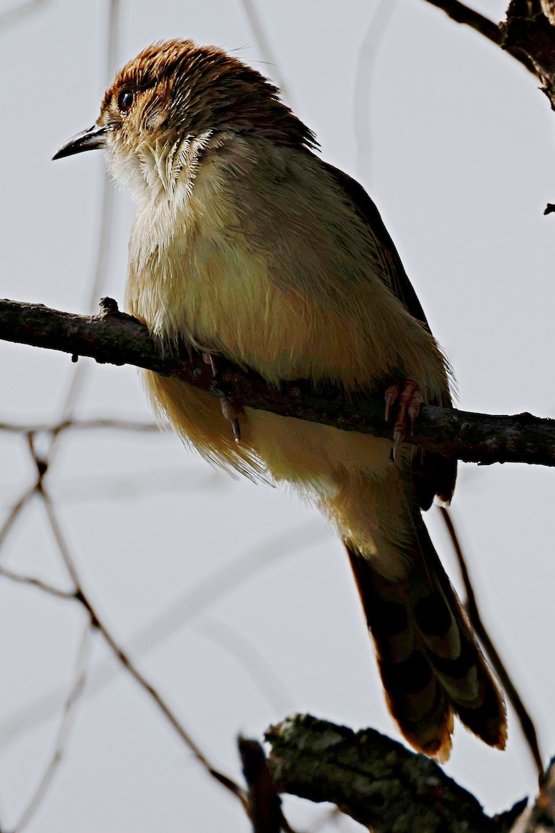 Rattling Cisticola - ML644989471