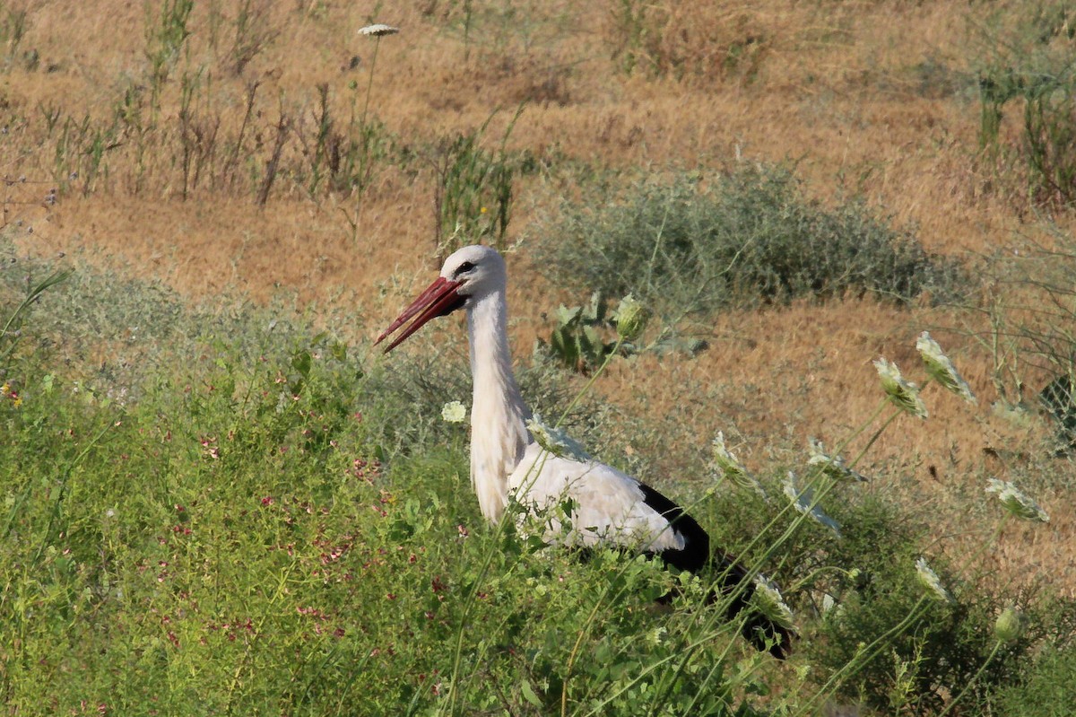 White Stork - ML644989483