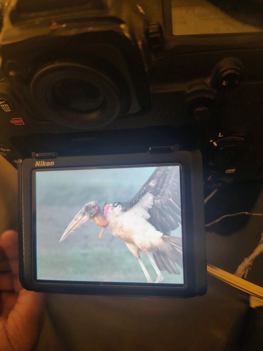 Greater Adjutant - ML644989492