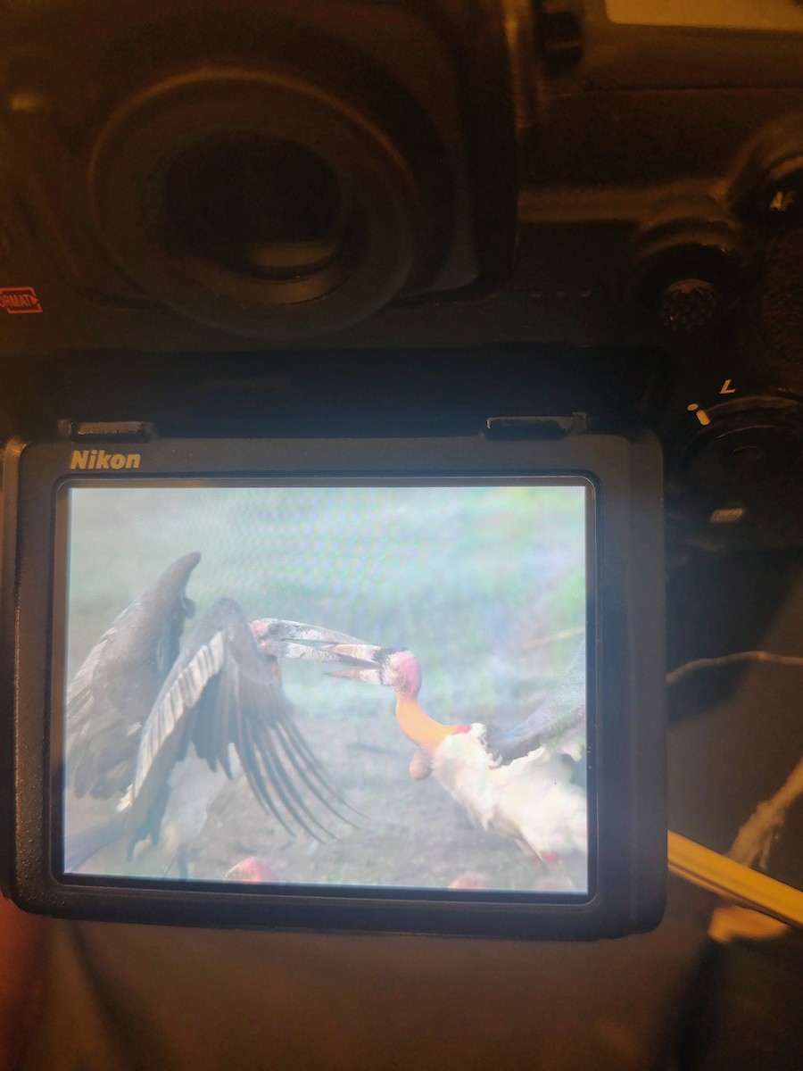 Greater Adjutant - ML644989493