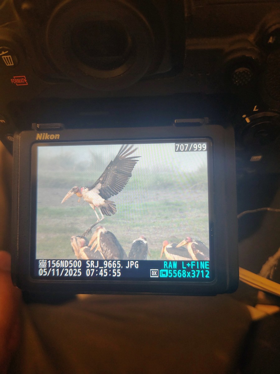 Greater Adjutant - ML644989494