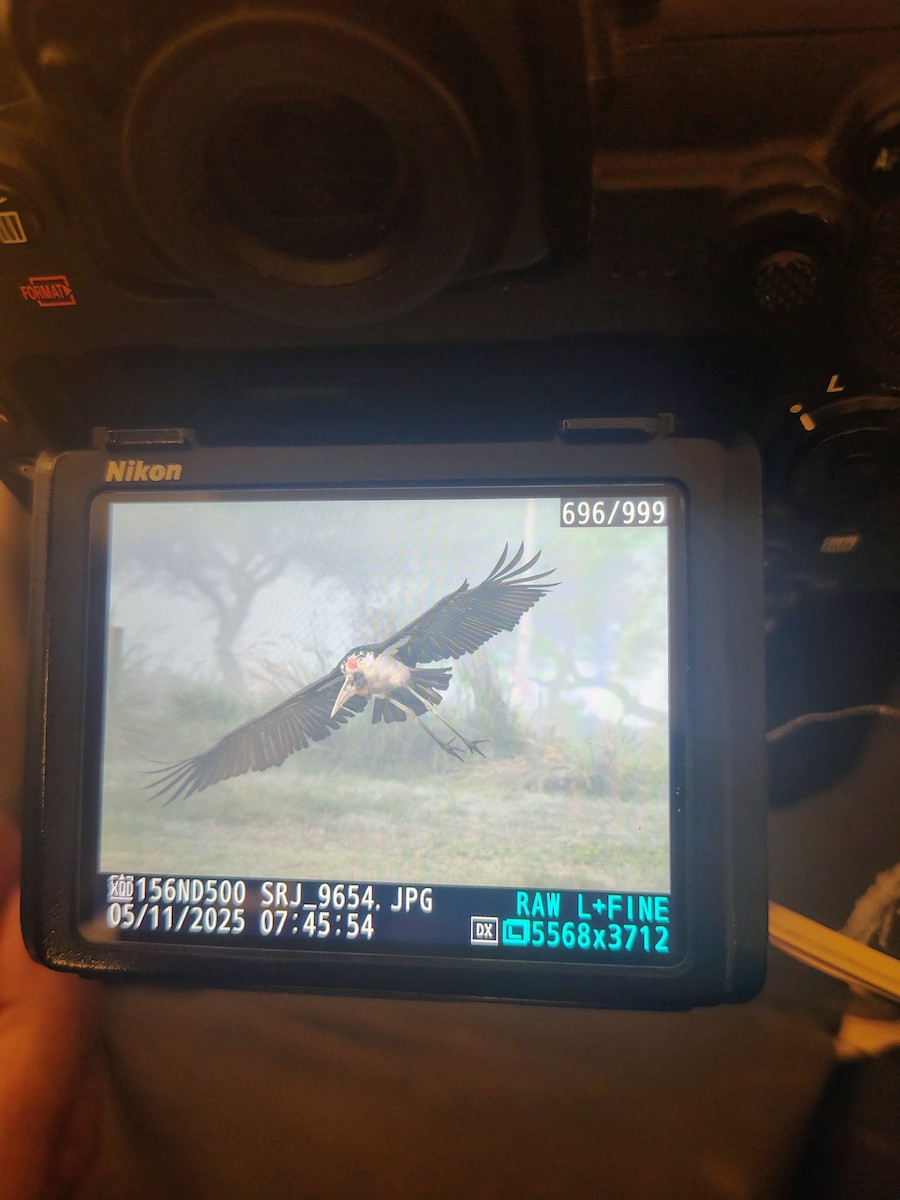 Greater Adjutant - ML644989495