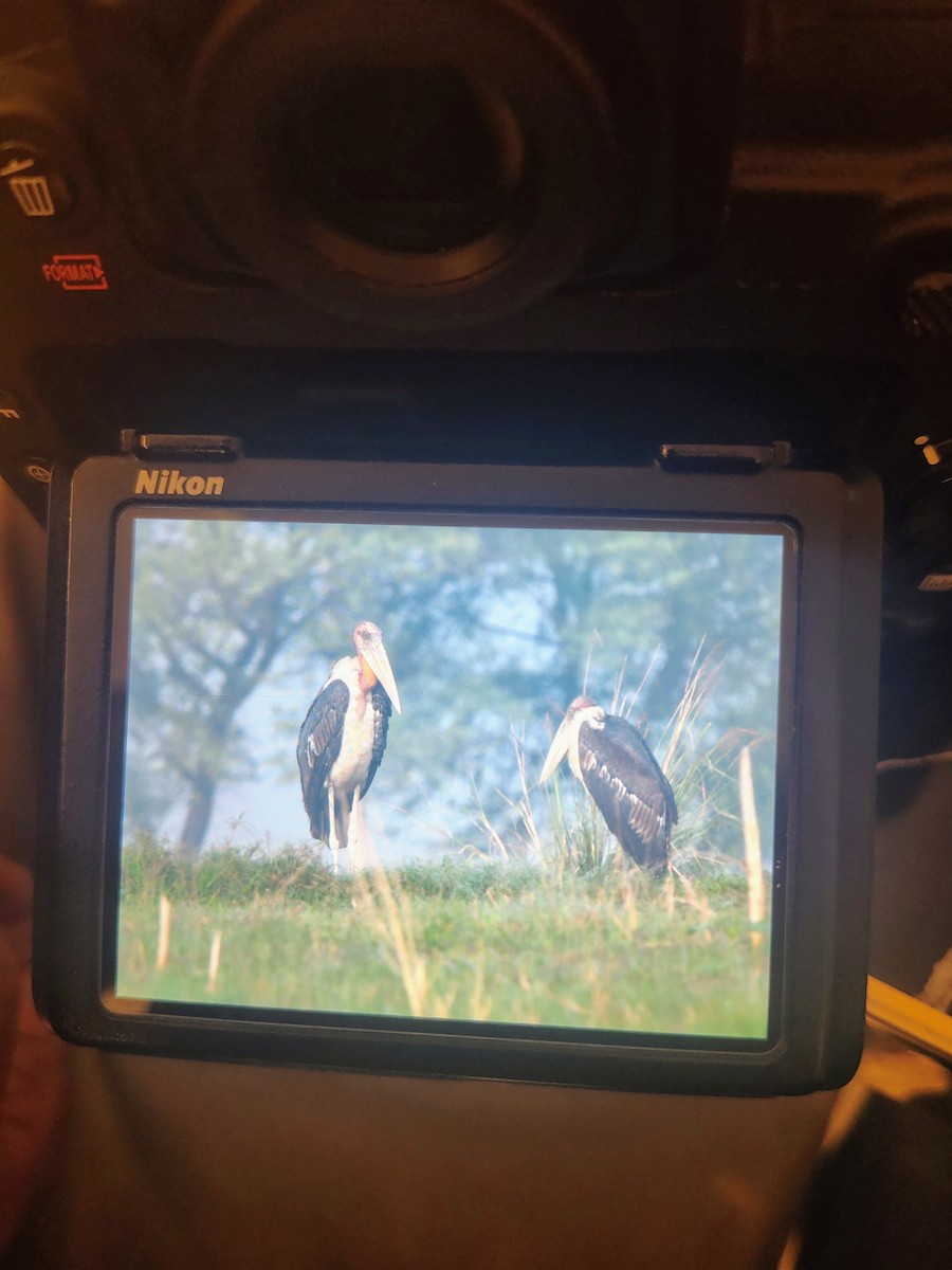 Greater Adjutant - ML644989496