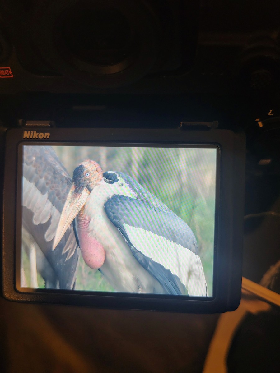 Greater Adjutant - ML644989497