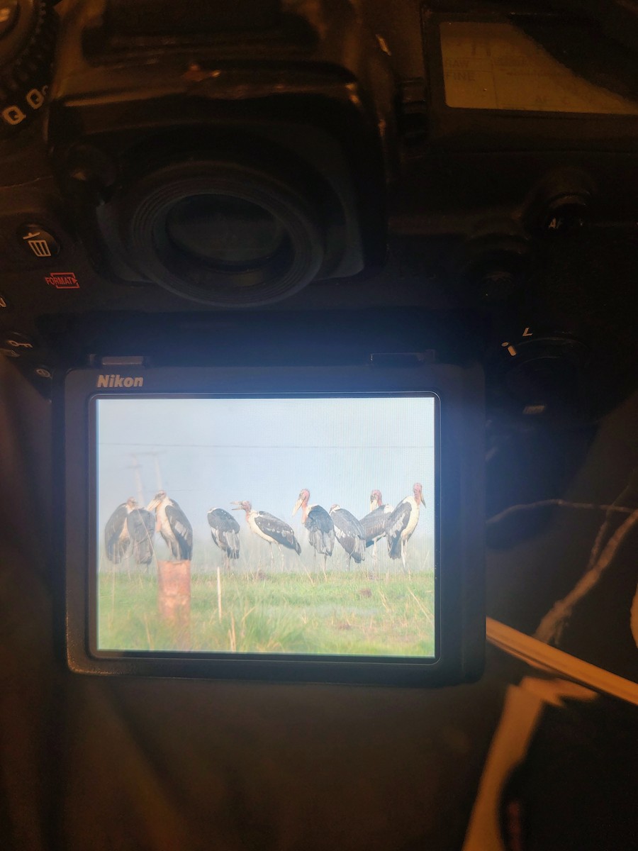 Greater Adjutant - ML644989498