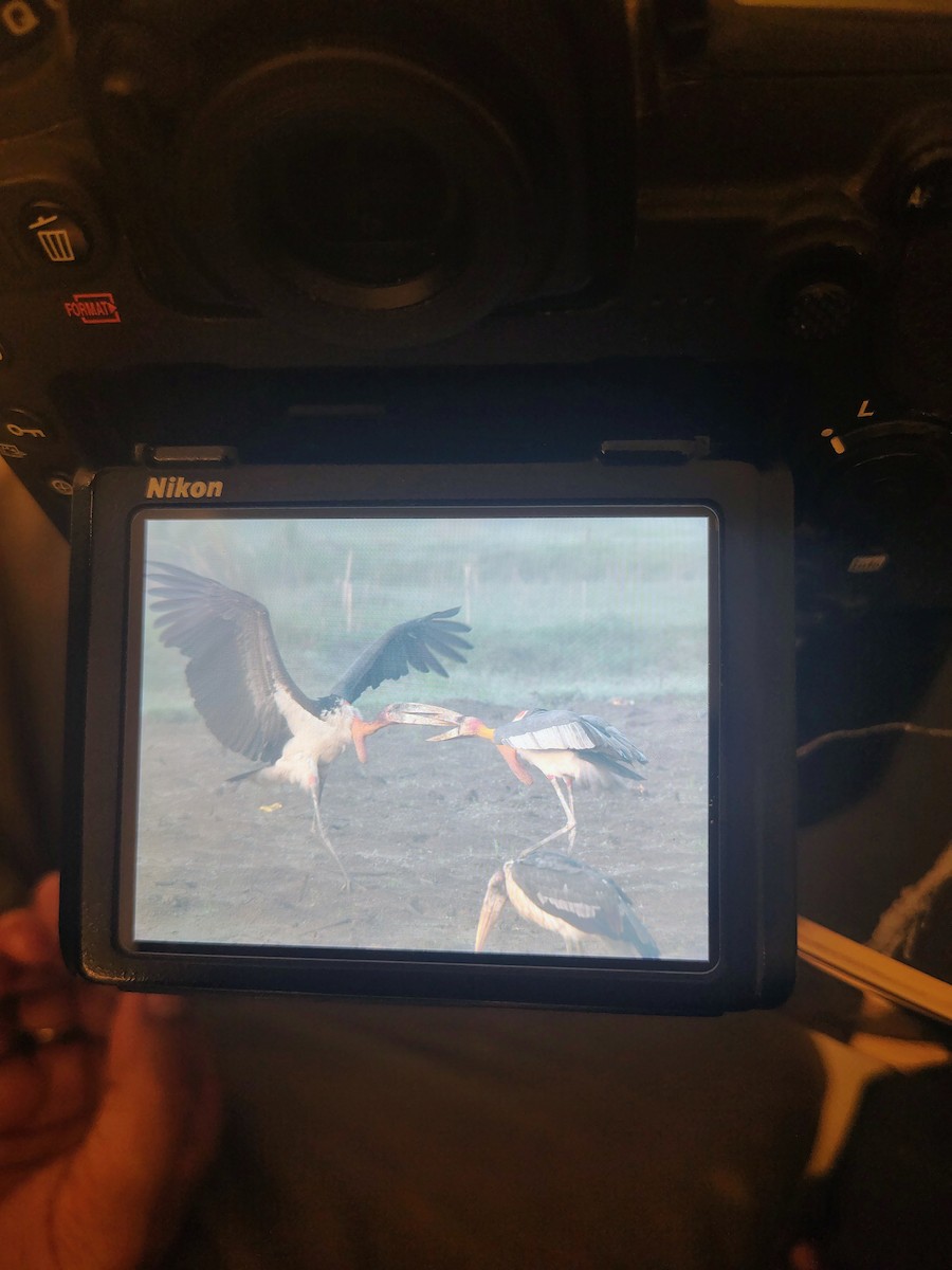 Greater Adjutant - ML644989499