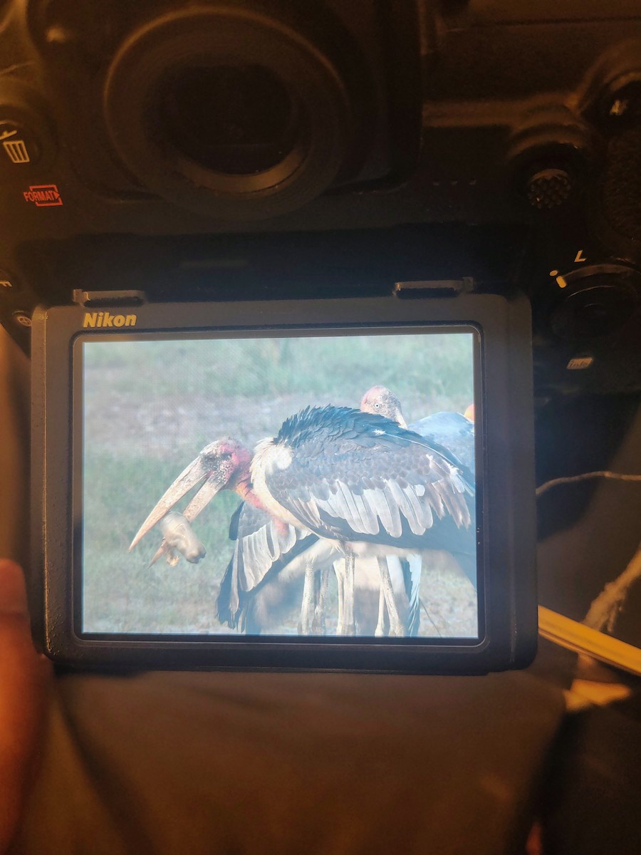 Greater Adjutant - ML644989500