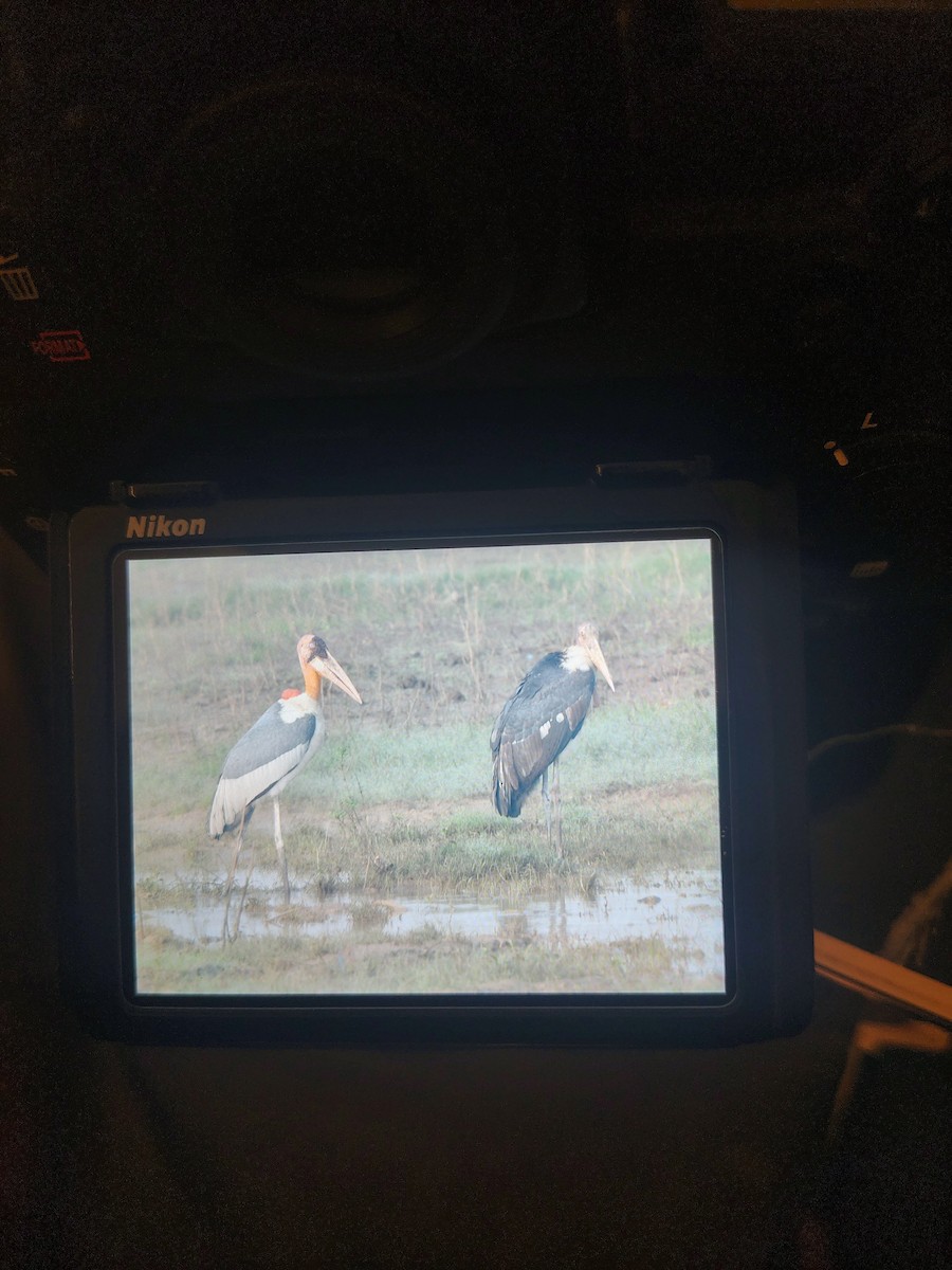 Greater Adjutant - ML644989502