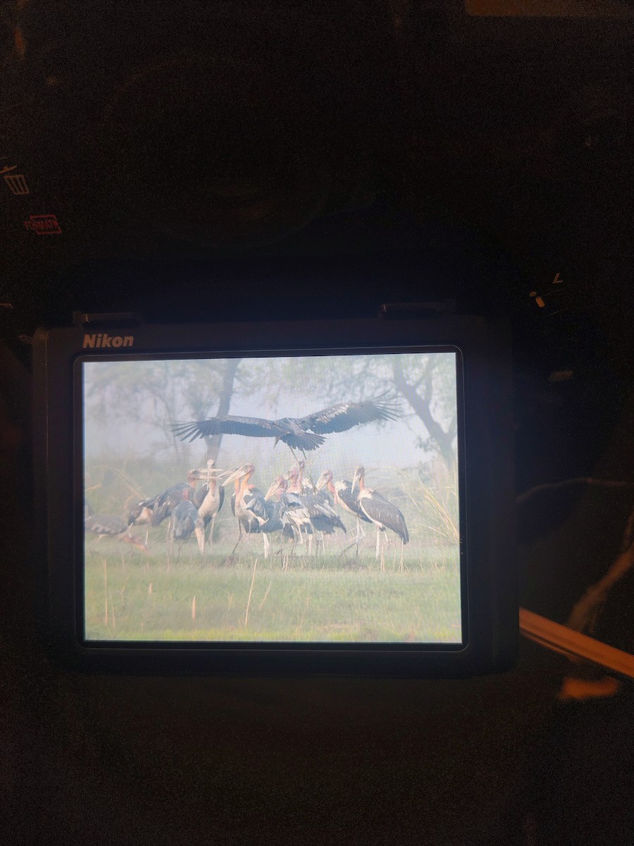 Greater Adjutant - ML644989503