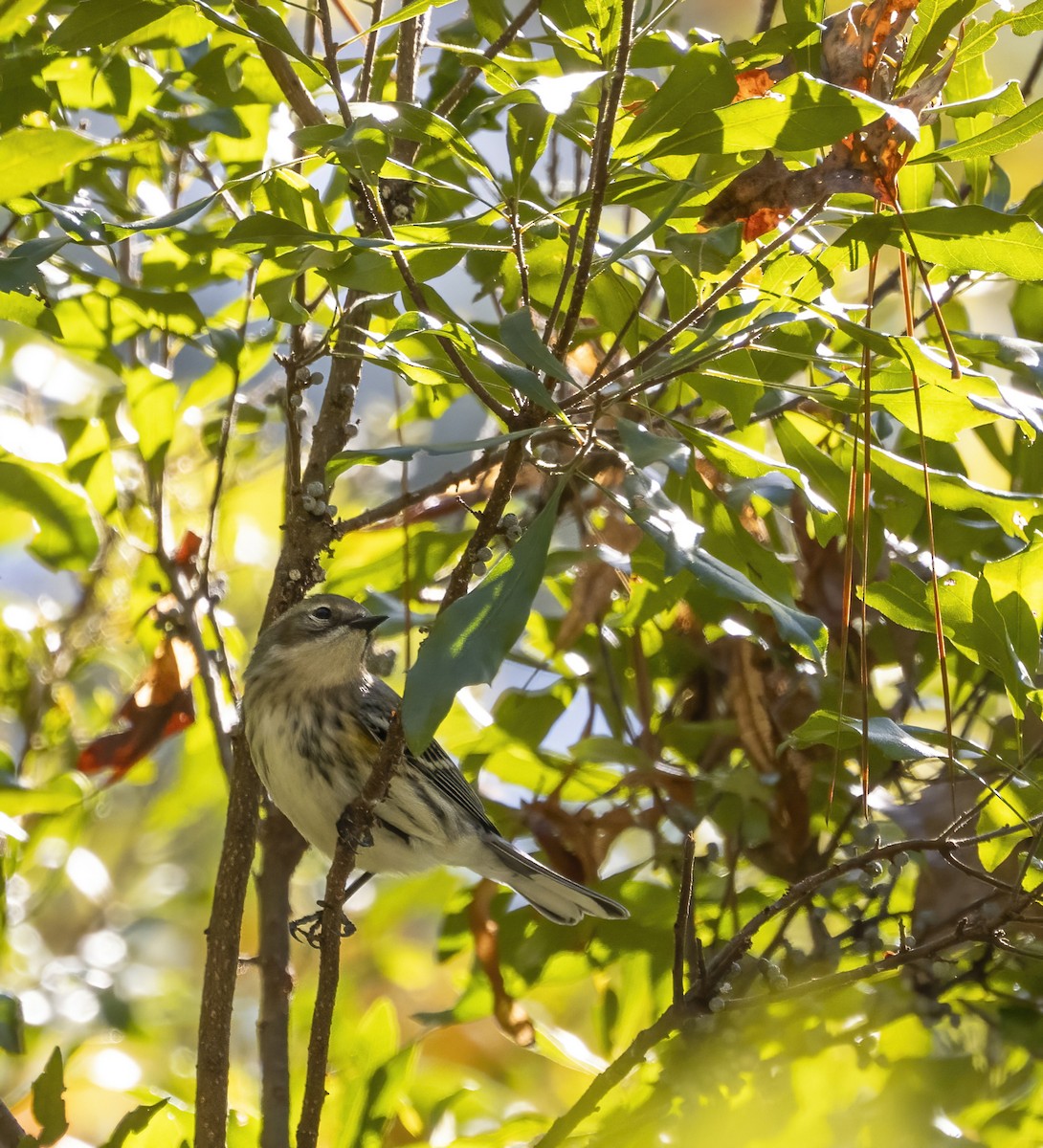 lesňáček žlutoskvrnný - ML644989515