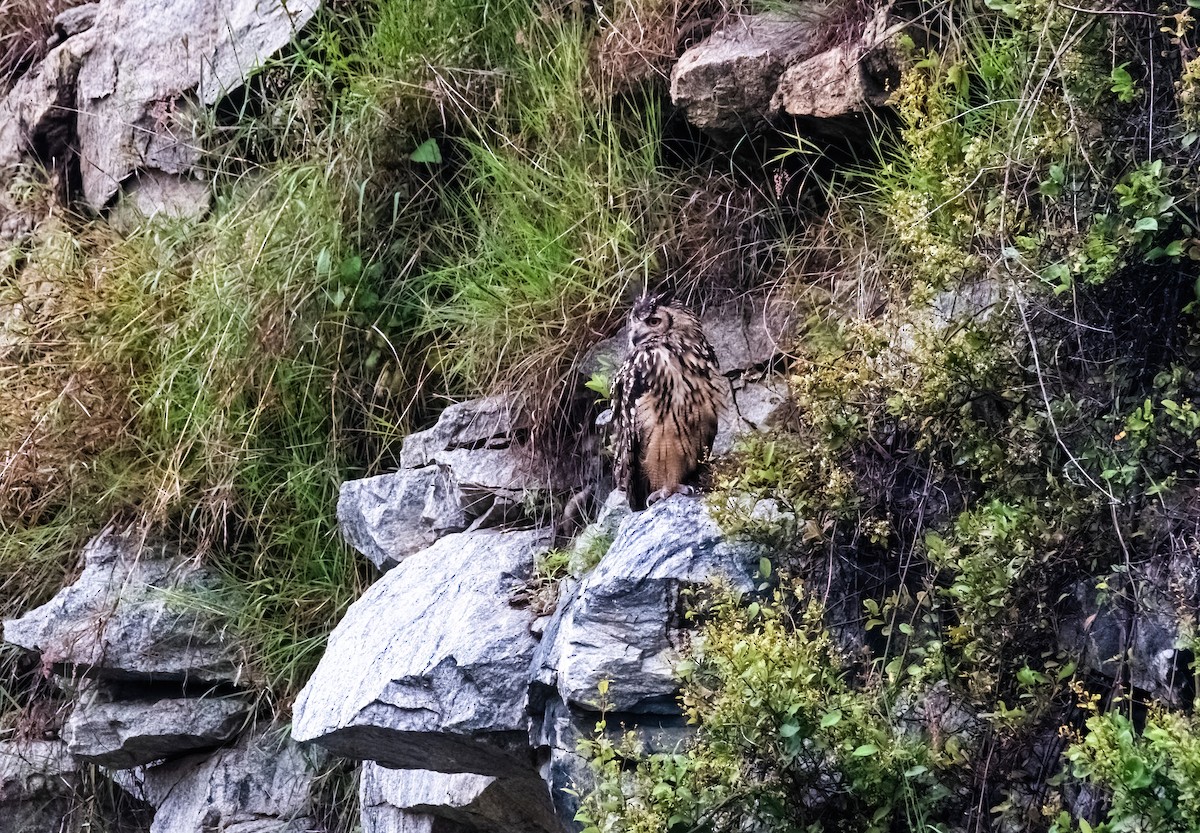 Rock Eagle-Owl - ML644989554