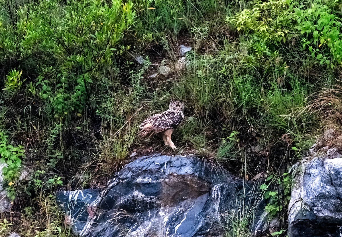 Rock Eagle-Owl - ML644989555