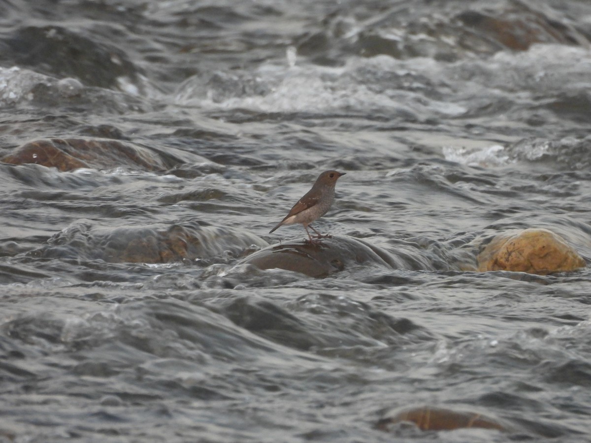 blyrødstjert - ML644989562