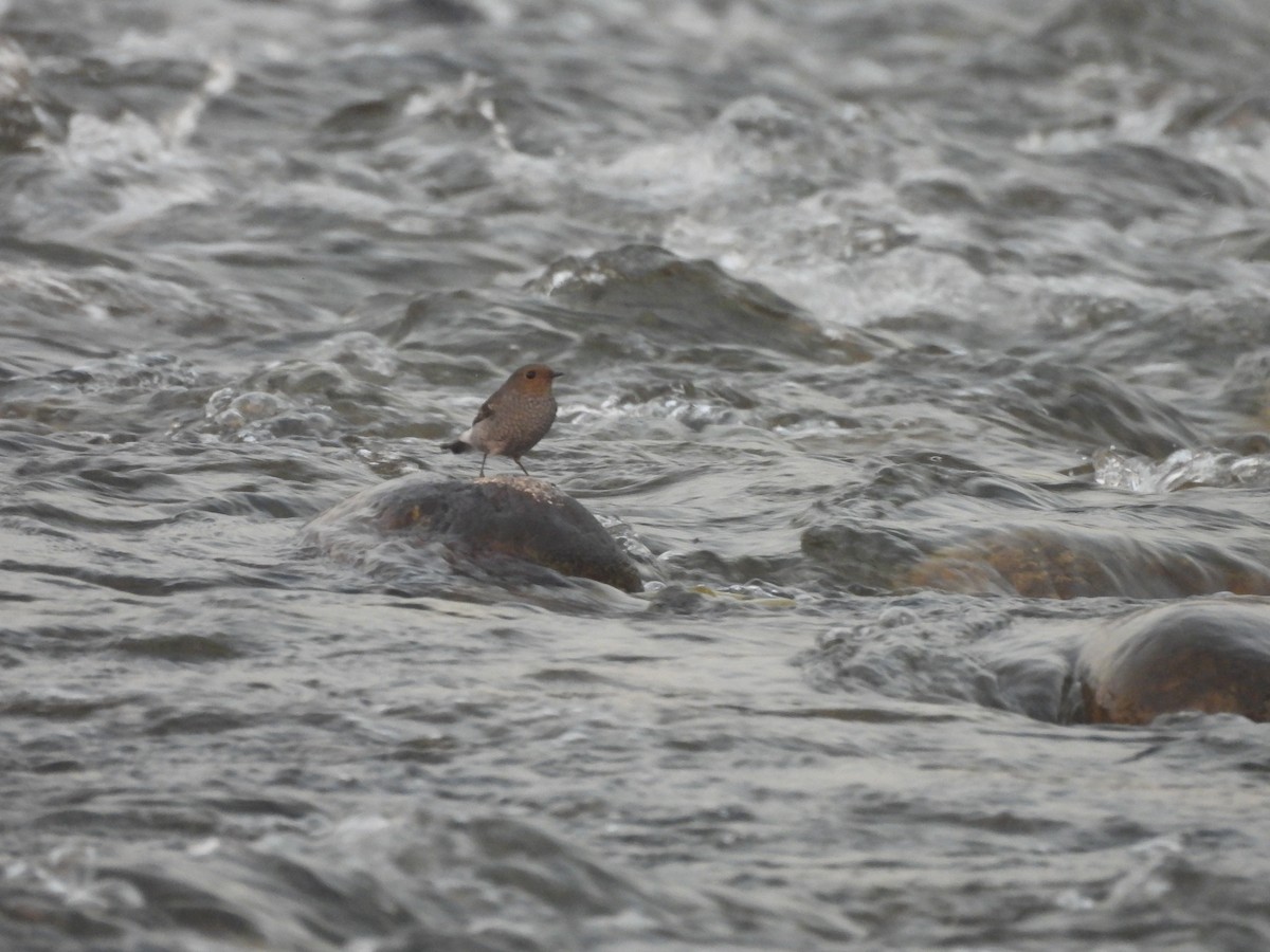 blyrødstjert - ML644989564