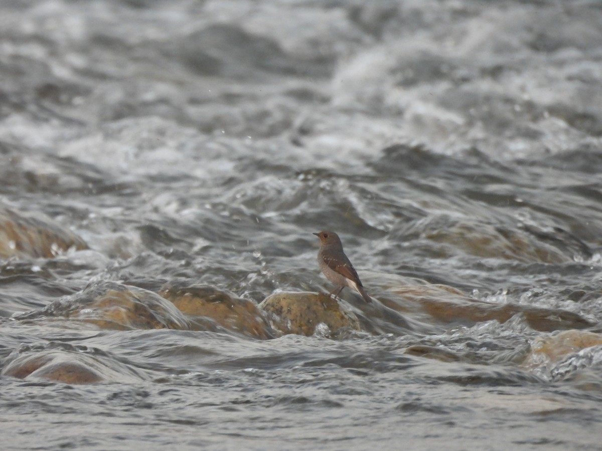 blyrødstjert - ML644989565