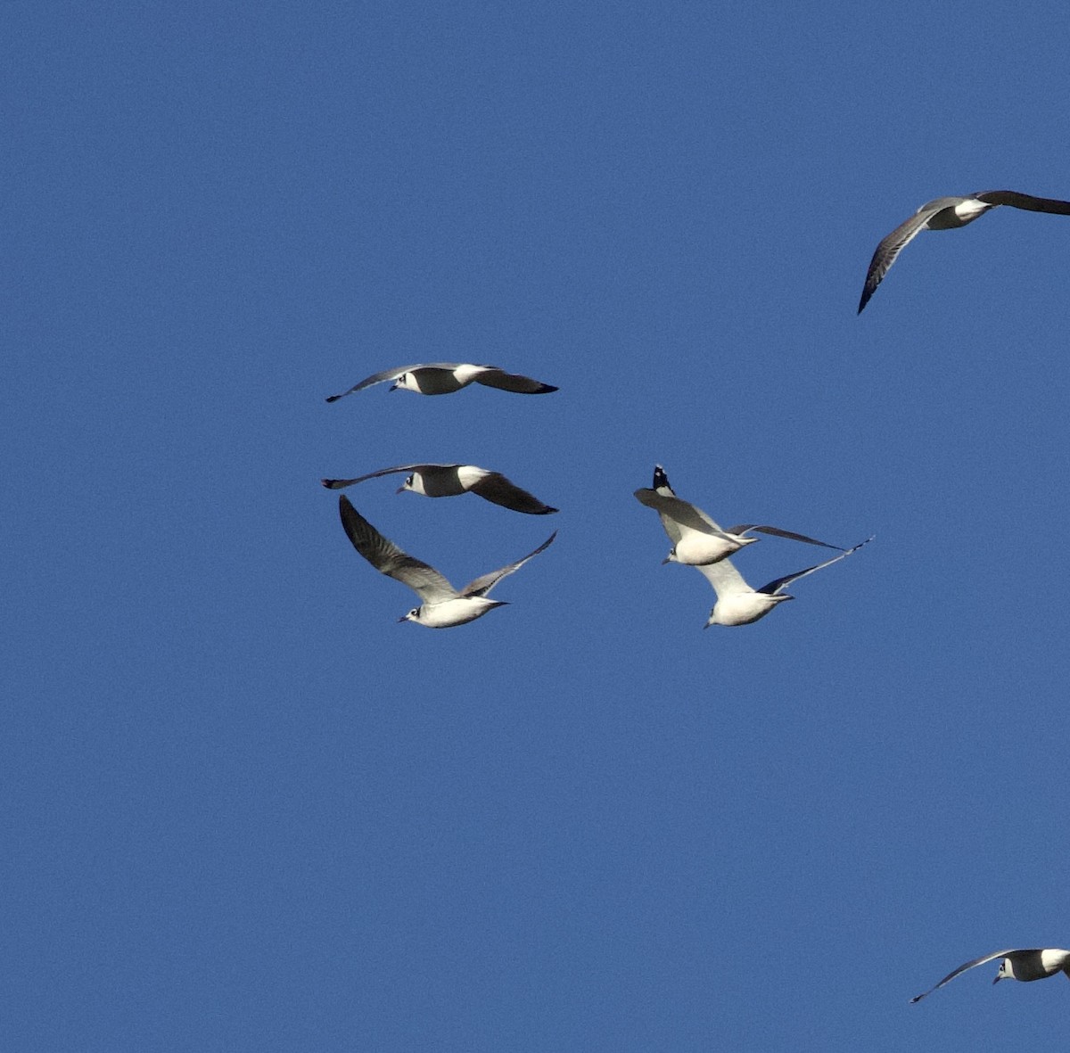 Franklin's Gull - ML644989568