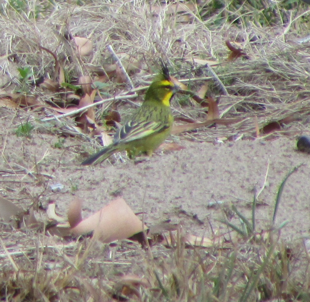 Yellow Cardinal - ML644989572
