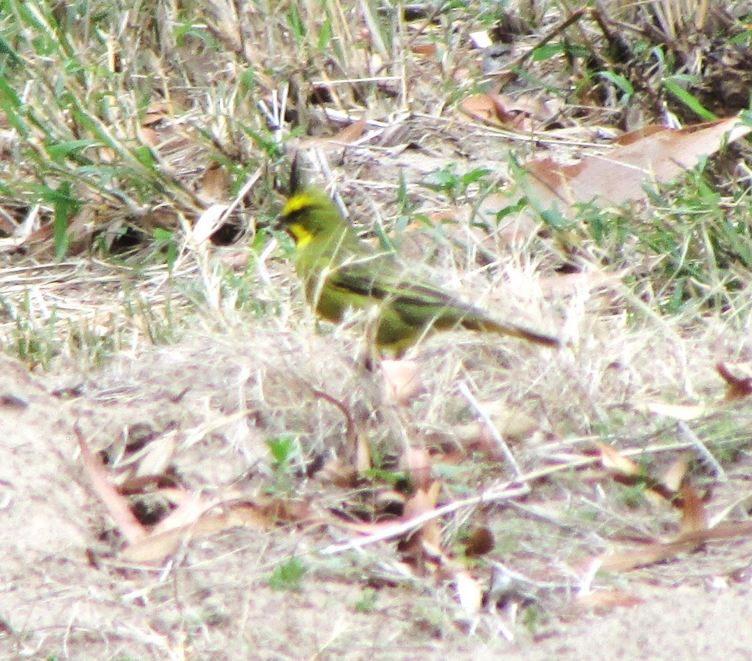 Yellow Cardinal - ML644989573