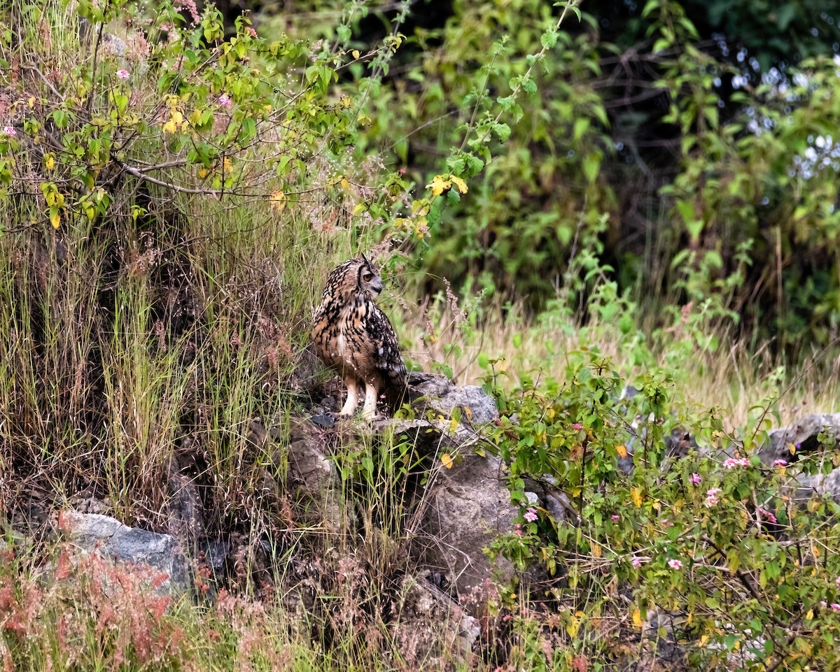 Rock Eagle-Owl - ML644989580