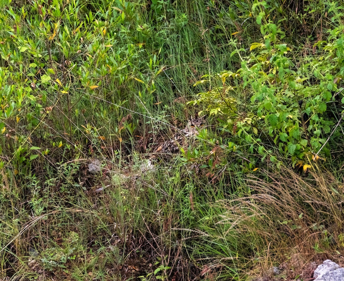 Rock Eagle-Owl - ML644989581