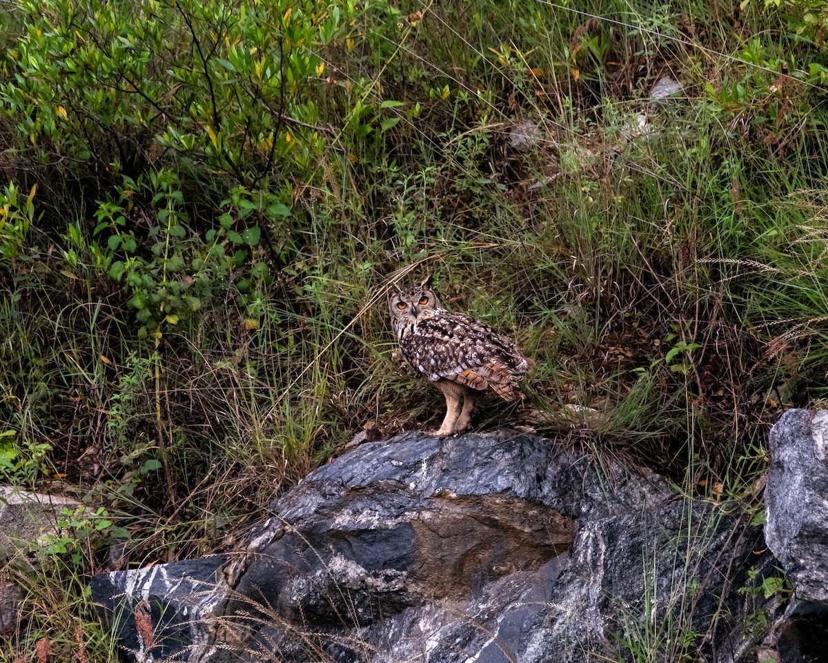 Rock Eagle-Owl - ML644989582