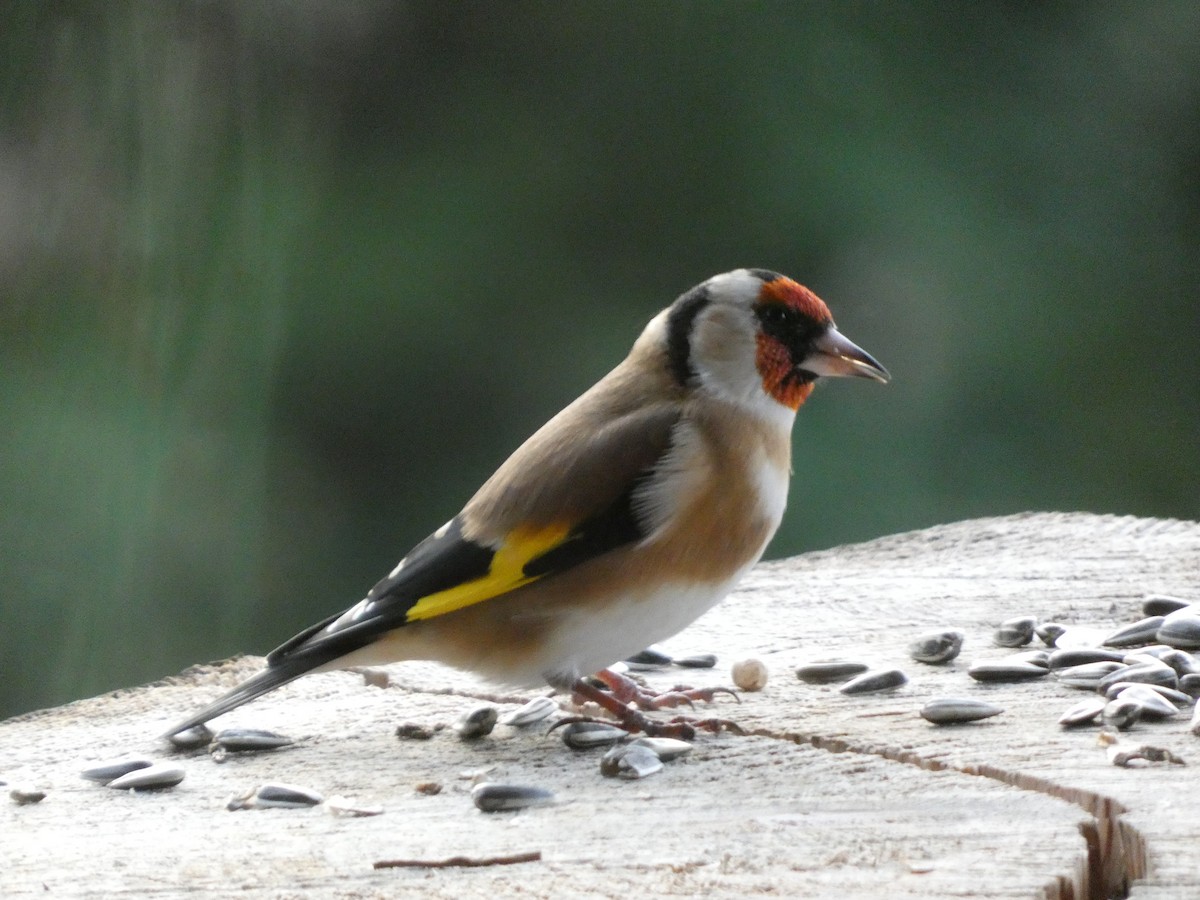 European Goldfinch - ML644989589
