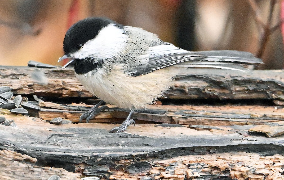 Гаїчка світлокрила - ML644989592
