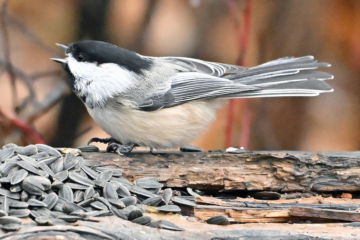 Гаїчка світлокрила - ML644989593