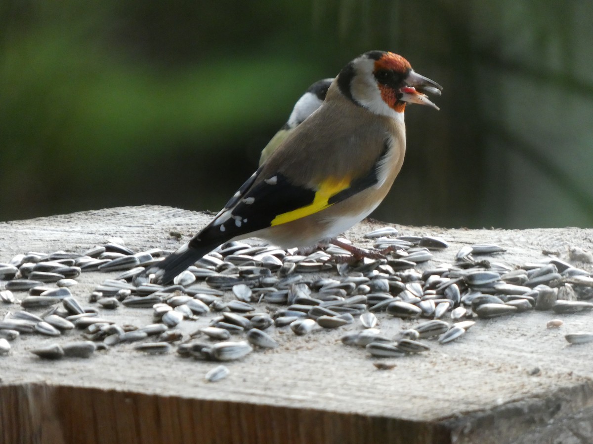 European Goldfinch - ML644989594