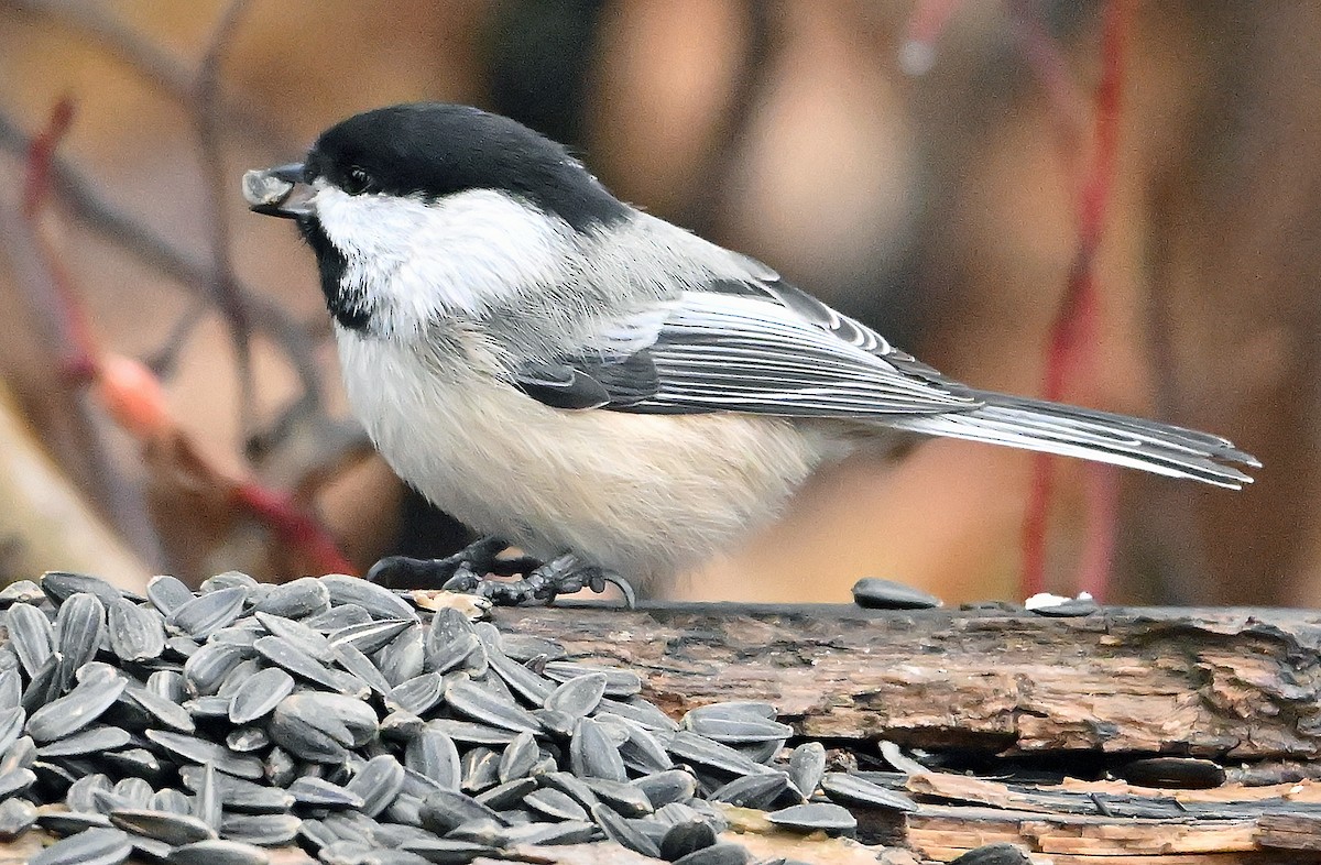 Гаїчка світлокрила - ML644989600